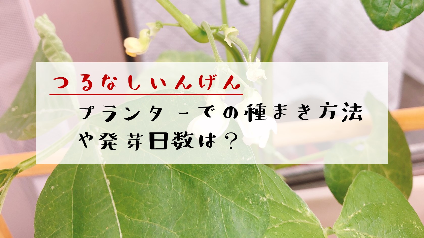 つるなしいんげん プランター栽培 種まき 発芽まで ありとろぐ